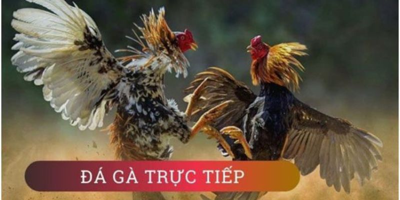 GI8 - Trải nghiệm cá cược đỉnh cao với các trò chơi hấp dẫn