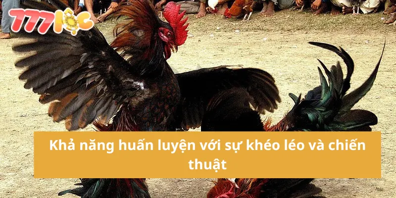 Cá Cược Đá Gà – Hướng Dẫn Chi Tiết Và Kinh Nghiệm Từ Cao Thủ