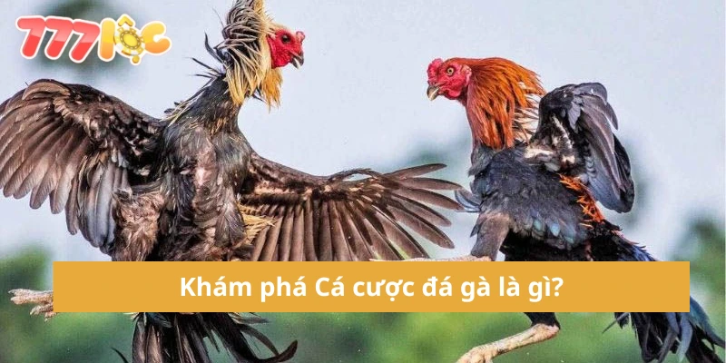 Cá Cược Đá Gà – Hướng Dẫn Chi Tiết Và Kinh Nghiệm Từ Cao Thủ