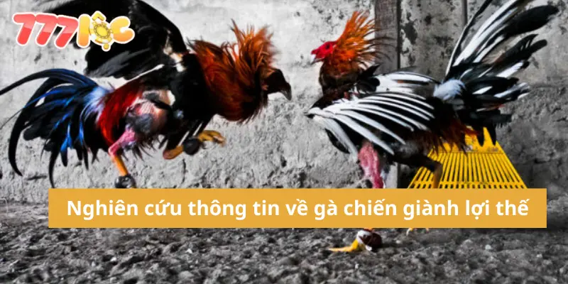 Cá Cược Đá Gà – Hướng Dẫn Chi Tiết Và Kinh Nghiệm Từ Cao Thủ